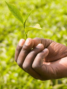 Harmonizing standards to increase trade