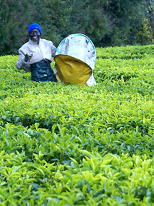 Future-proof tea