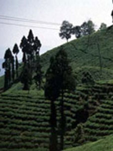 Darjeeling looking for EU protection