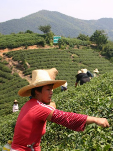 China: numer one in tea